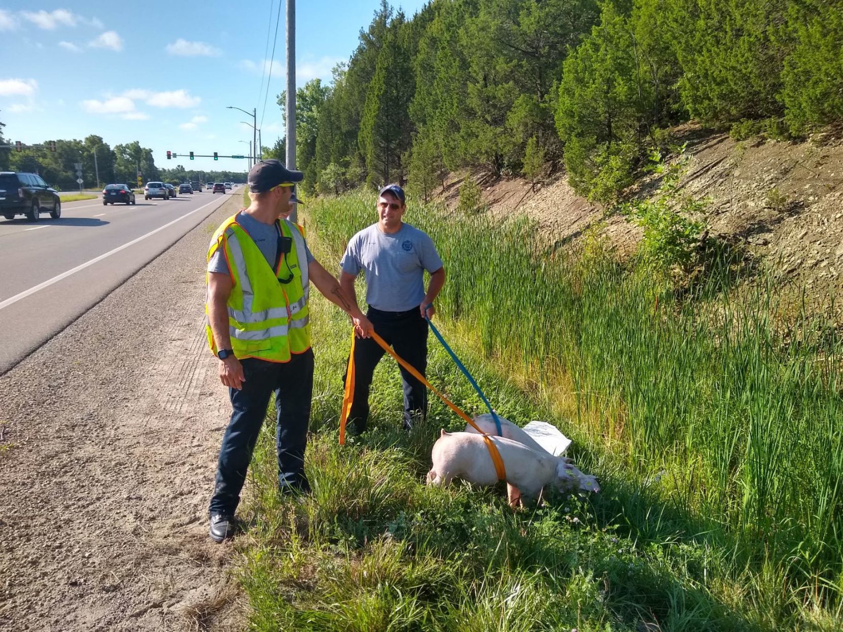 Pigs on the loose
